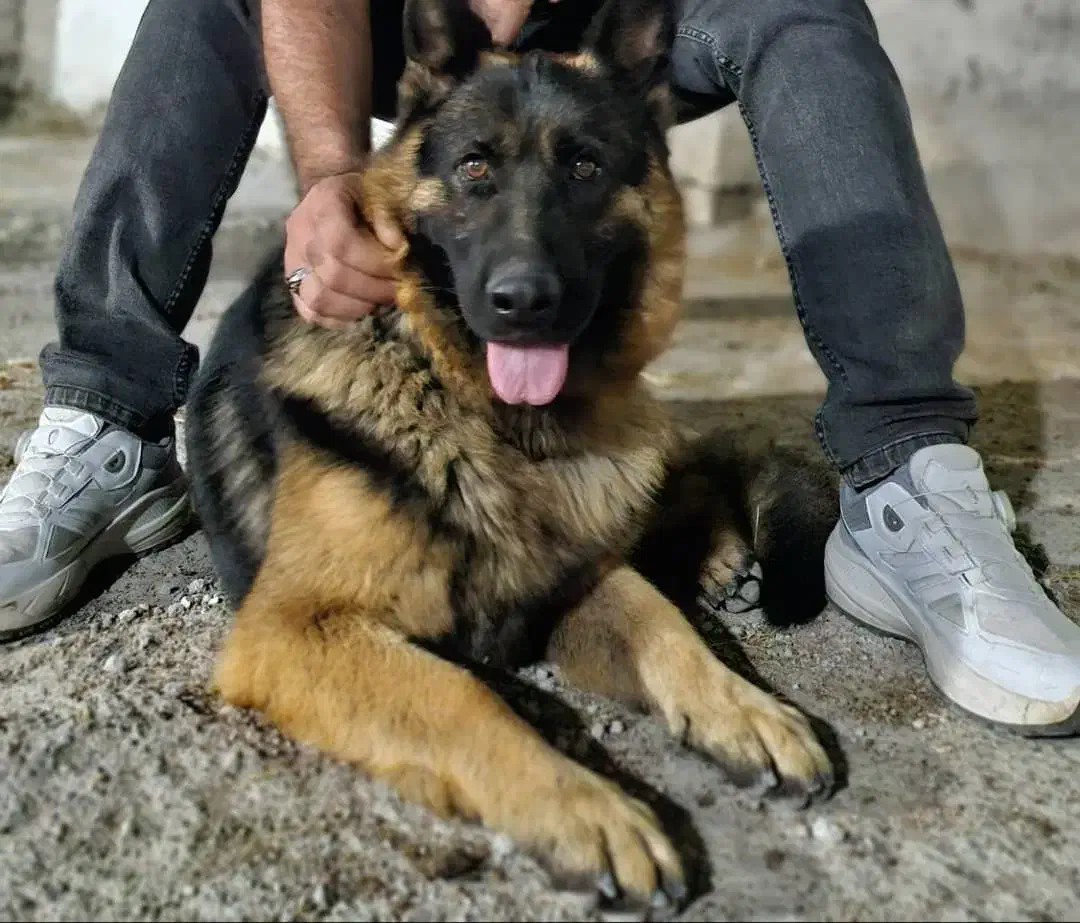 سگ ژرمن شپرد|سگ|اردبیل, |دیوار