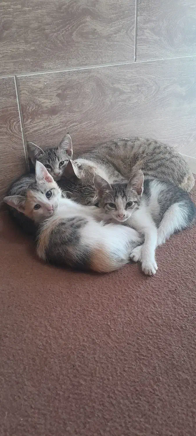 ۳ تا گربه خونگی و دستی واگذار میشود|گربه|گنبد کاووس, |دیوار