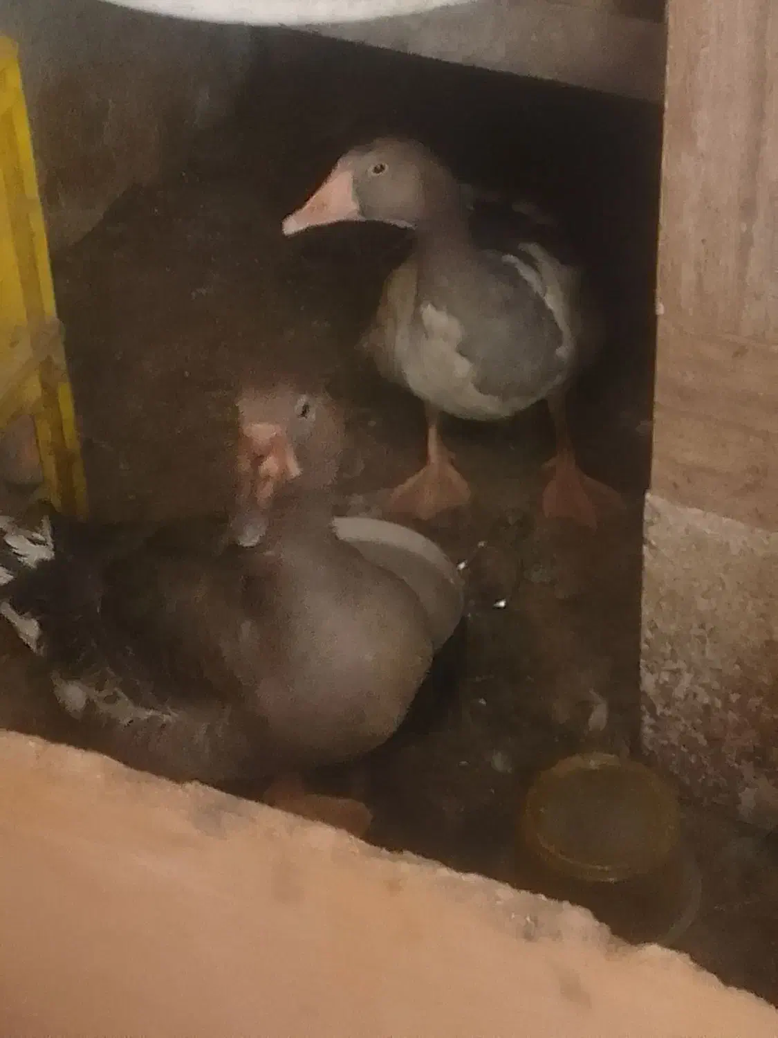 دوعدد غاز  فروشی|حیوانات مزرعه|رامشیر, |دیوار