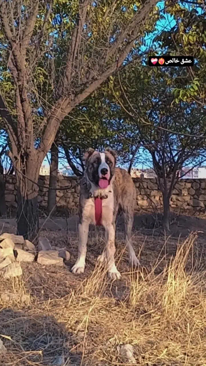 سگ خراسانی|حیوانات|آشخانه, |دیوار