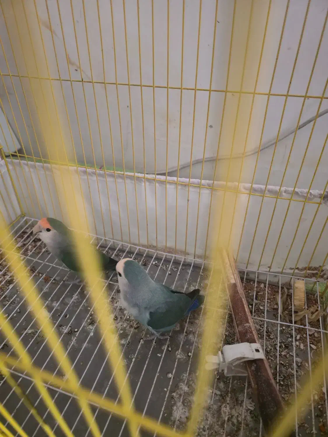 طوطی برزیلی ۵ عدد|پرنده|ارومیه, |دیوار