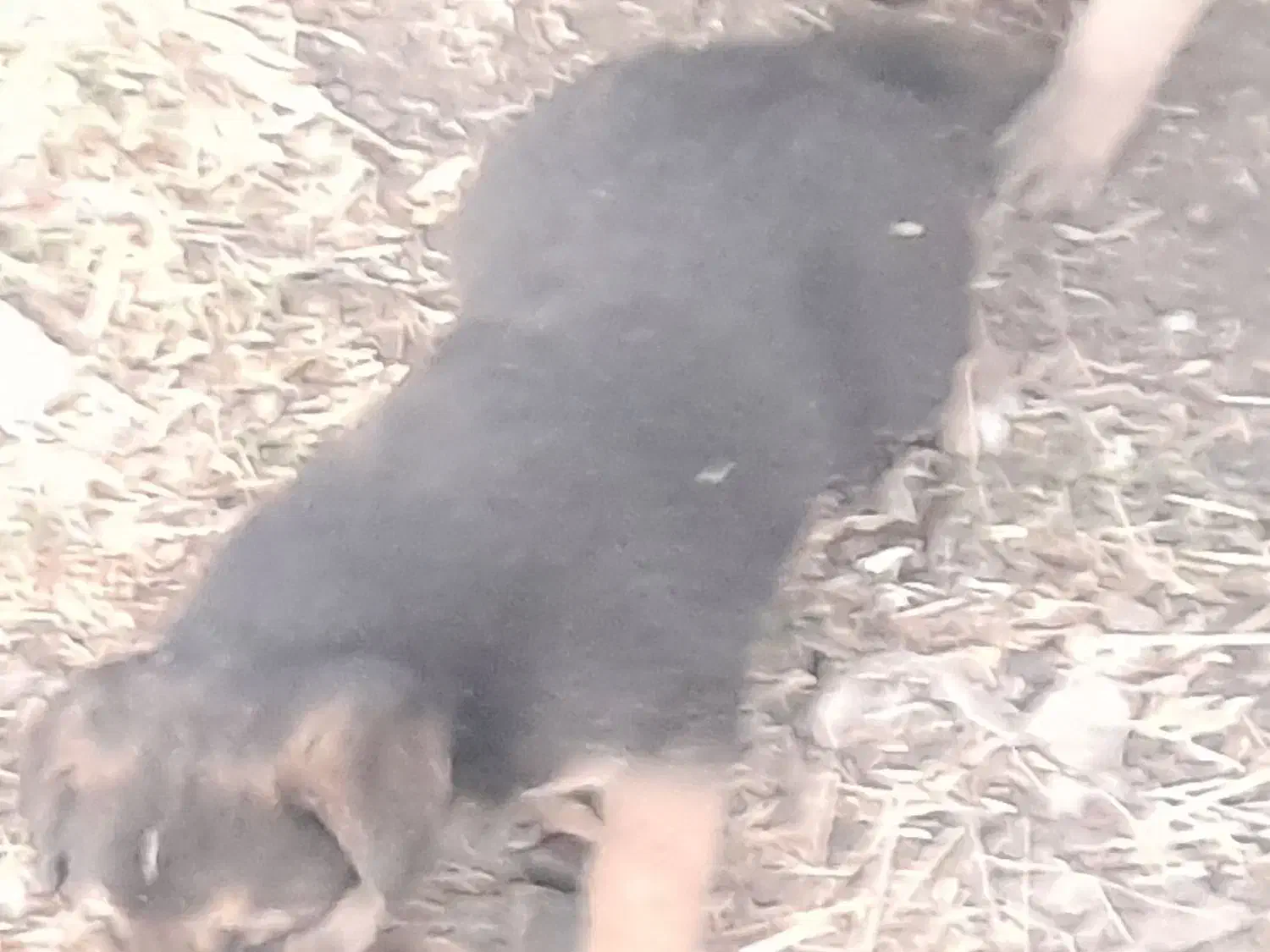 فروشی|سگ|دینور, |دیوار