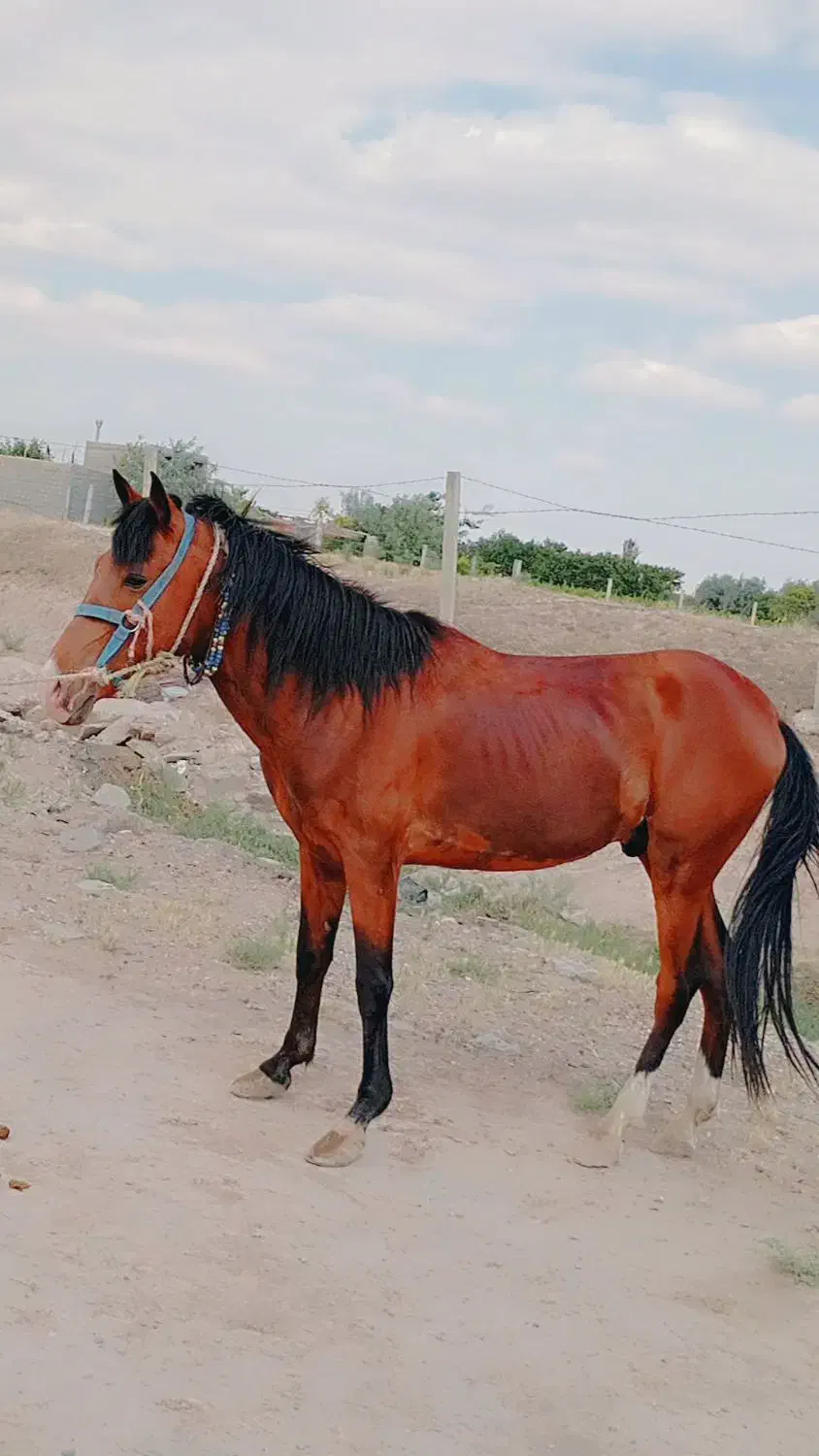 اسب کرد|اسب و تجهیزات اسب‌سواری|میاندوآب, |دیوار