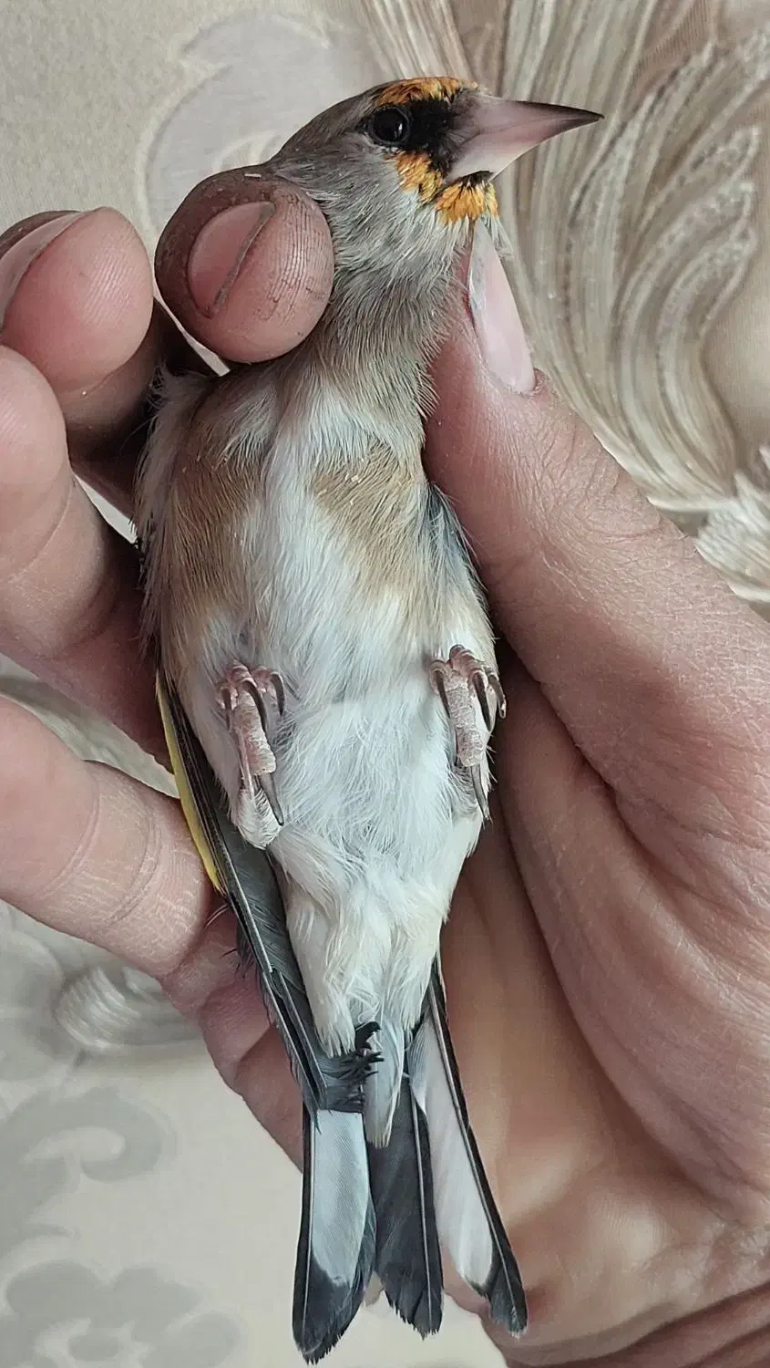 سهره نر|پرنده|ابریشم, |دیوار