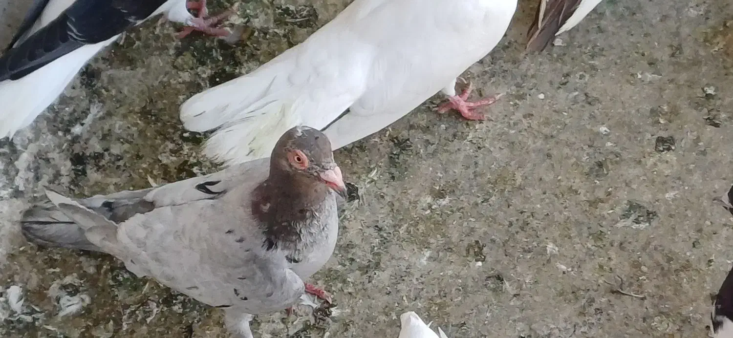 فروش کبوتر|پرنده|باوی, |دیوار