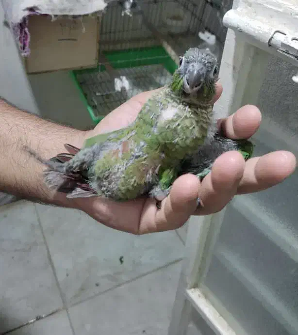 بوشهرعالیشهر|پرنده|بوشهر, |دیوار