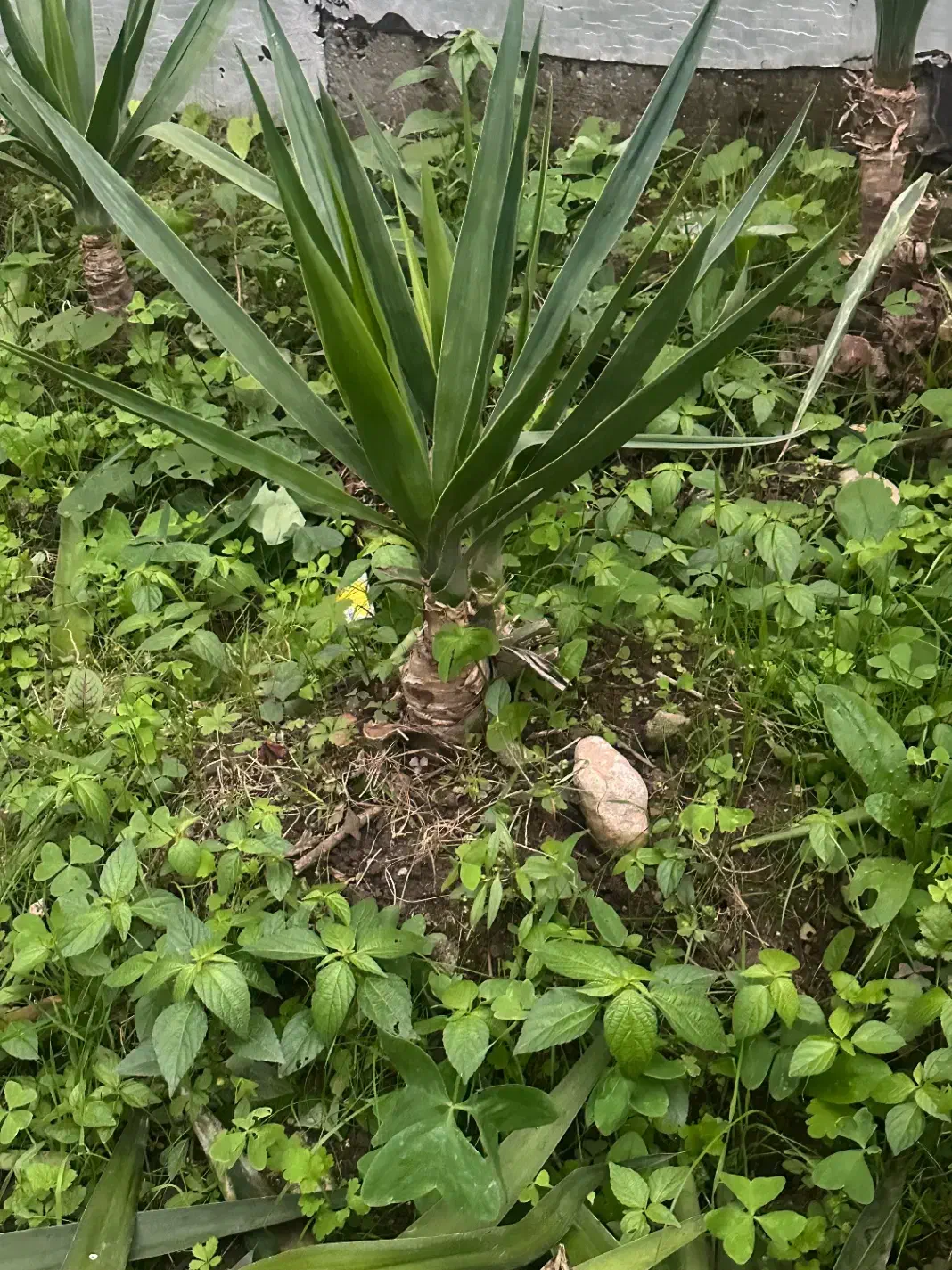 آگهی گل یوکا و سیکاس و‌بابا آدم در همه ابعاد|گل و گیاه طبیعی|رویان, |دیوار