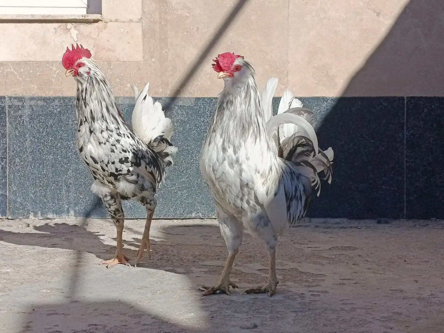 واگذاری دو عدد خروس گلین|حیوانات مزرعه|باسمنج, |دیوار