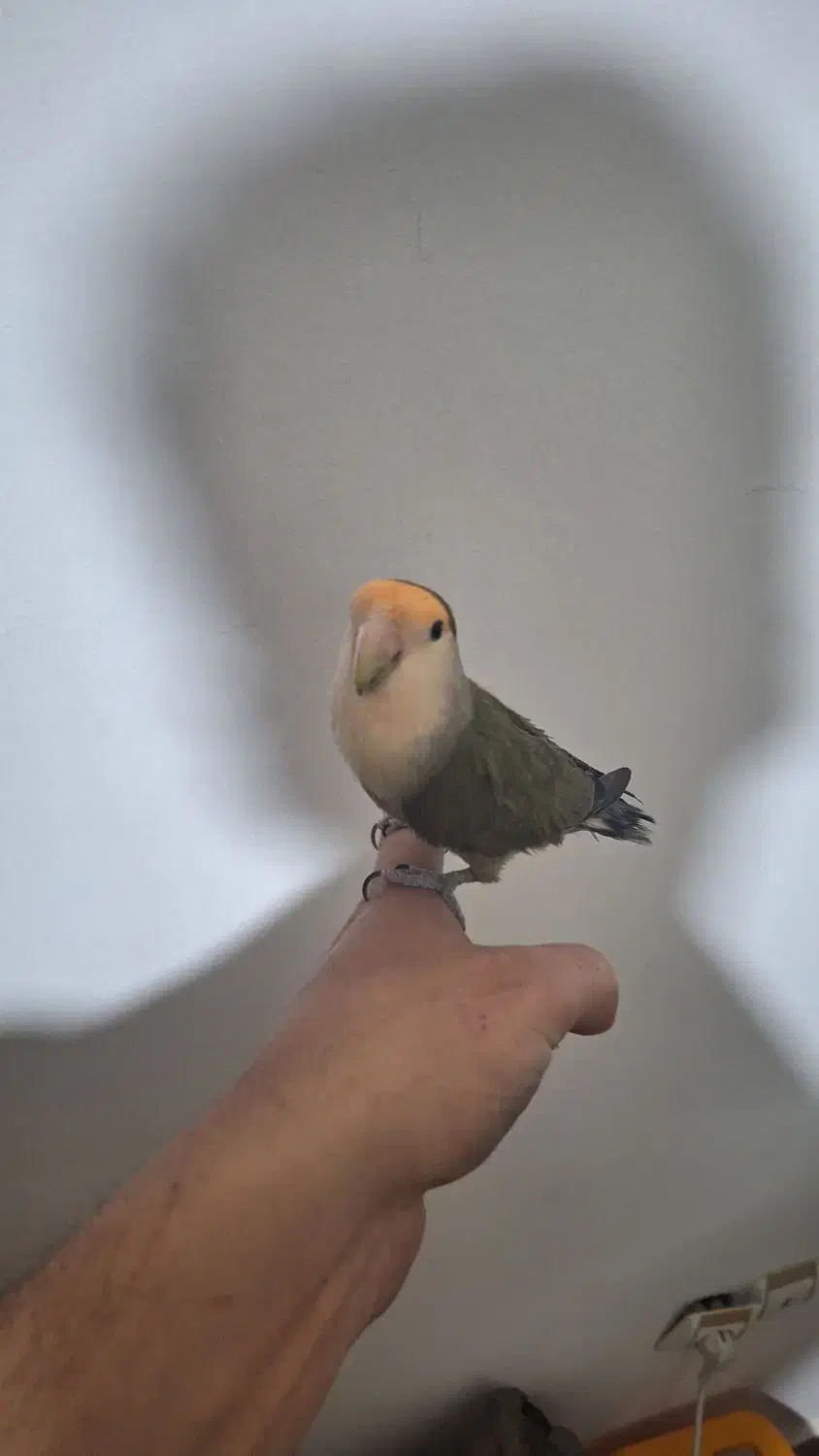 طوطی برزیلی نر|پرنده|بجنورد, |دیوار