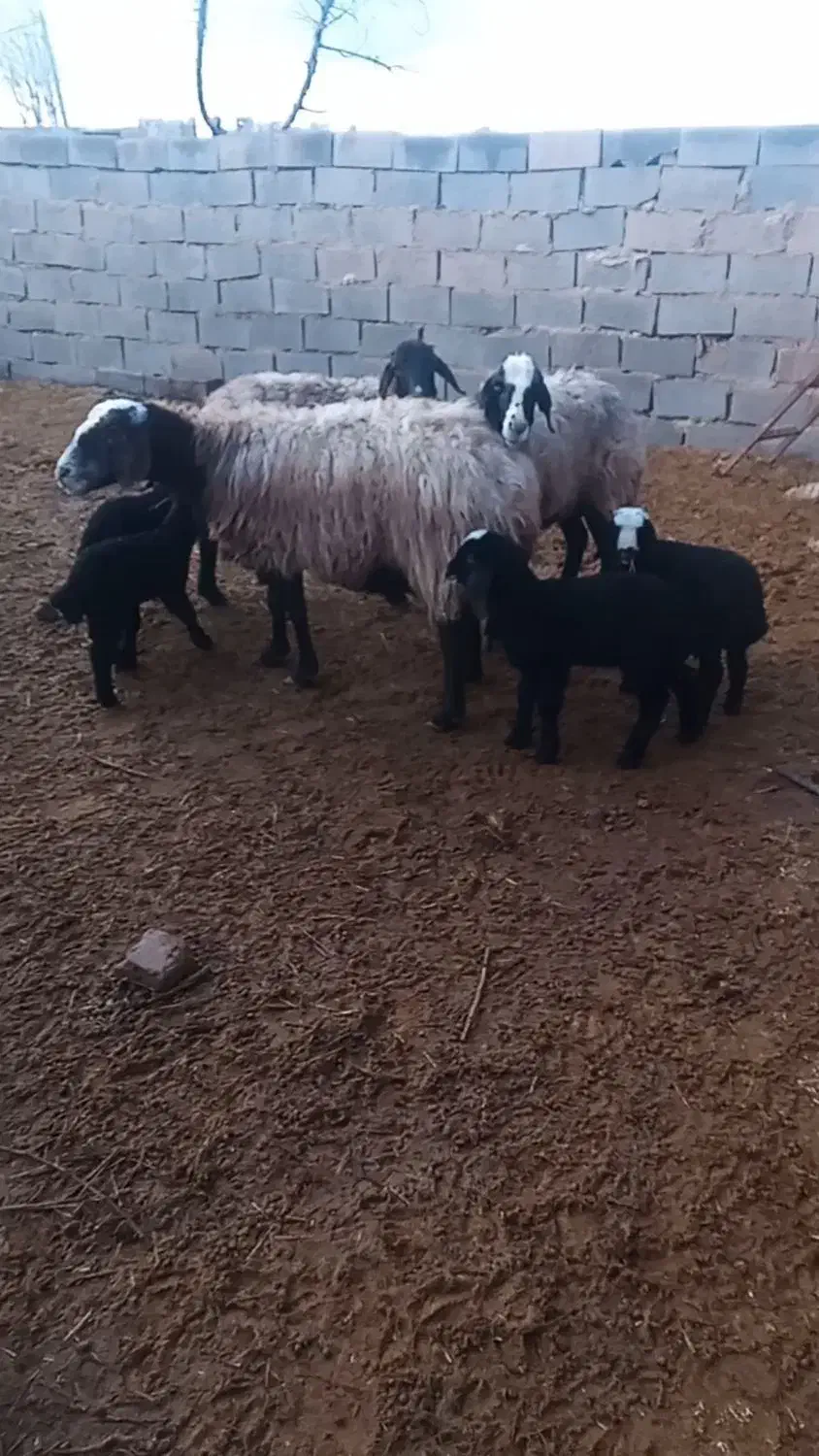 میش بره|حیوانات مزرعه|اسفرورین, |دیوار