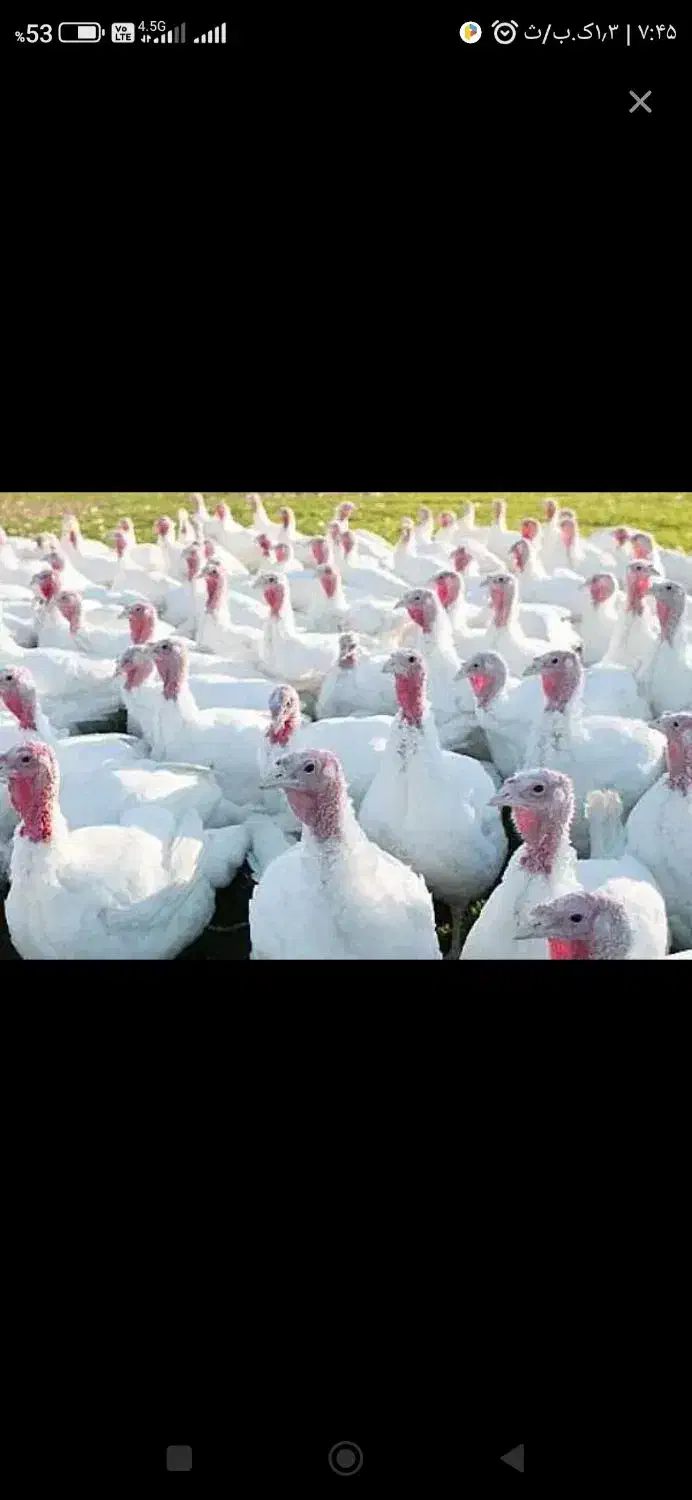 بوقلمون پرواری گوشتی و اردک|حیوانات مزرعه|سبزوار, توحیدشهر|دیوار