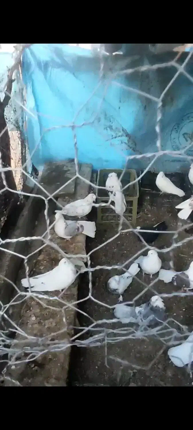 کفتر|پرنده|قم, دورشهر|دیوار