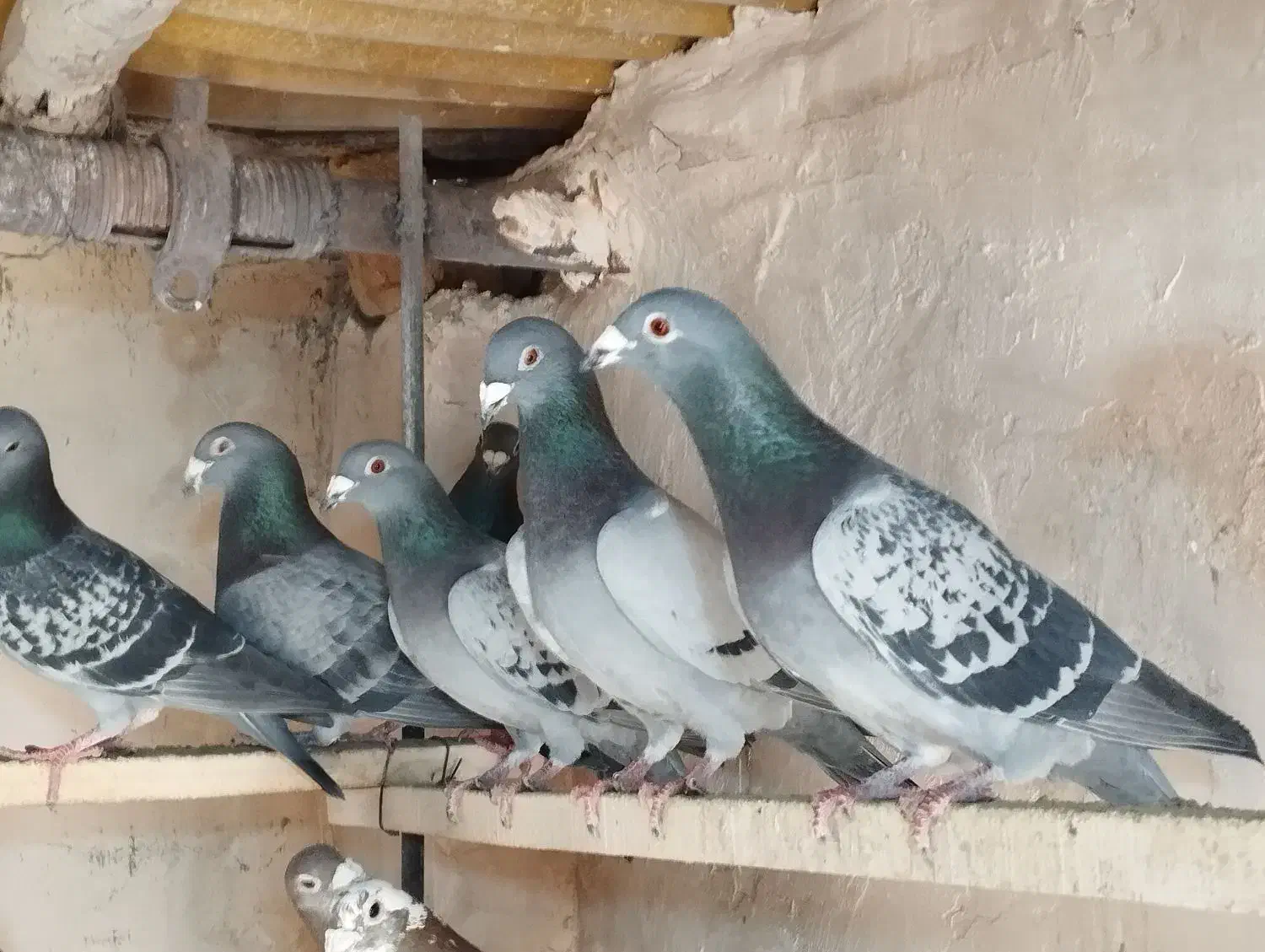 کبوتر مسافتی|پرنده|نوشین شهر, |دیوار