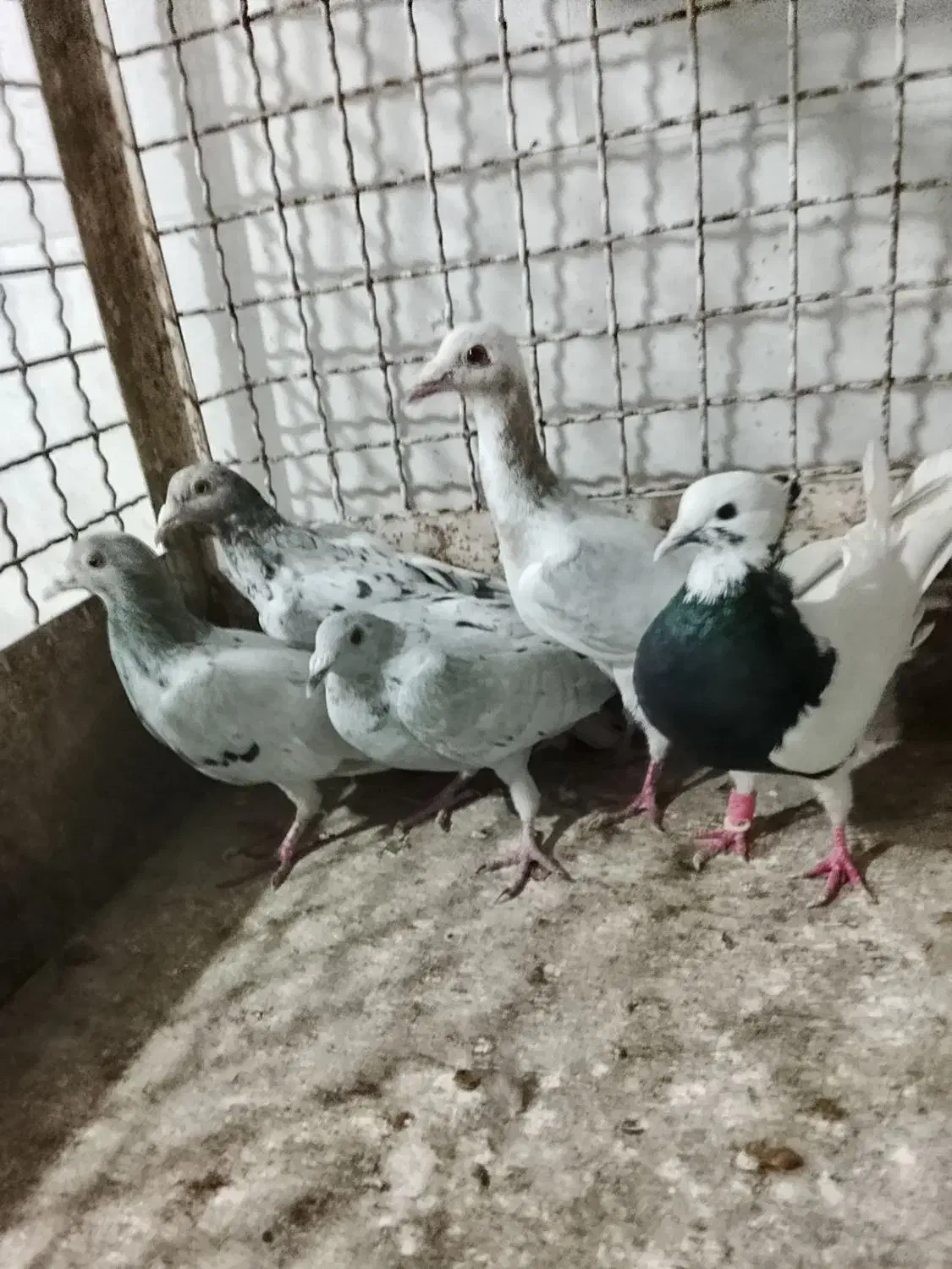 ادرس الوند|پرنده|الوند, |دیوار