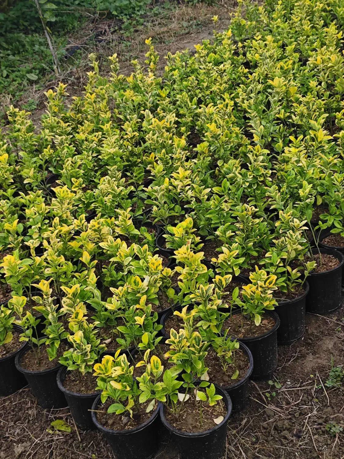 انواع گل های باغچه|گل و گیاه طبیعی|کتالم و سادات شهر, |دیوار