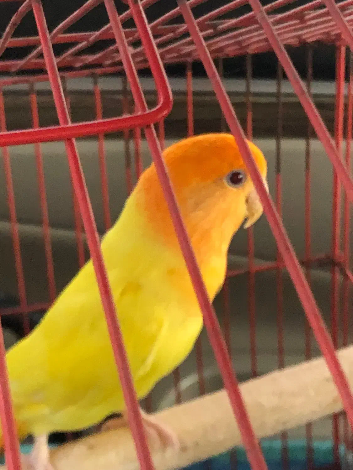 کوتوله برزیلی|پرنده|قشم, |دیوار