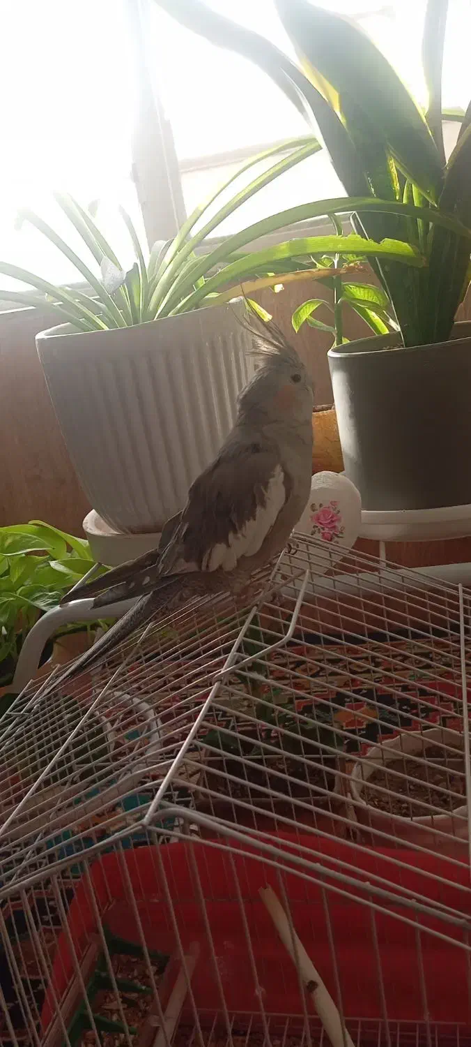 عروس هلندی|پرنده|سیرجان, |دیوار