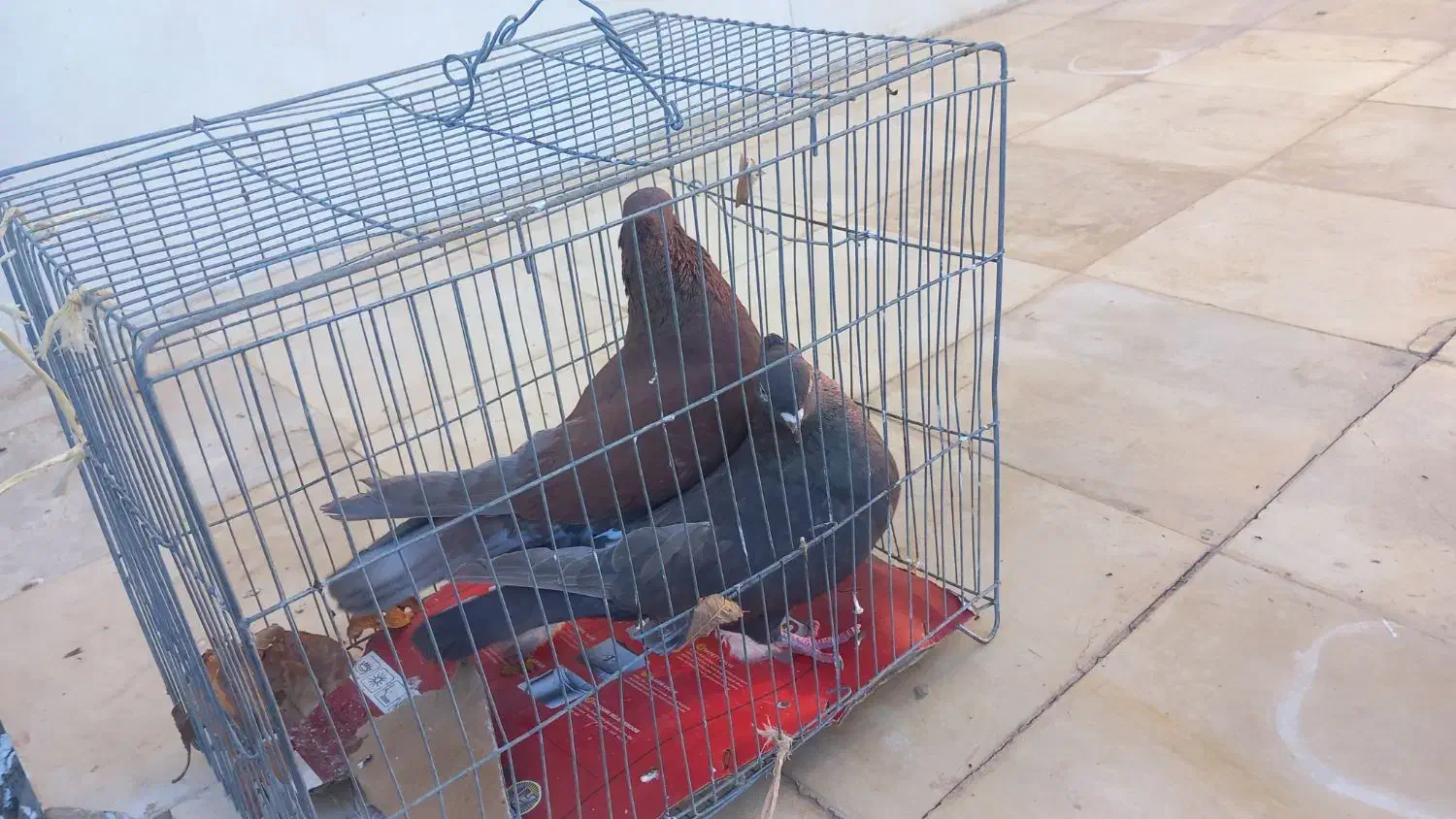 کفتر|پرنده|نورآباد, |دیوار