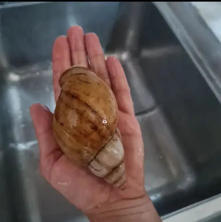 حلزون کاملا مولد|خزنده|تبریز, |دیوار