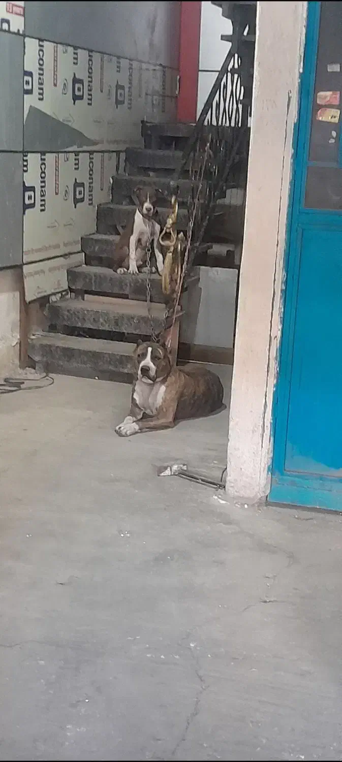 سگ پیتبول|سگ|ری, بازار آهن|دیوار