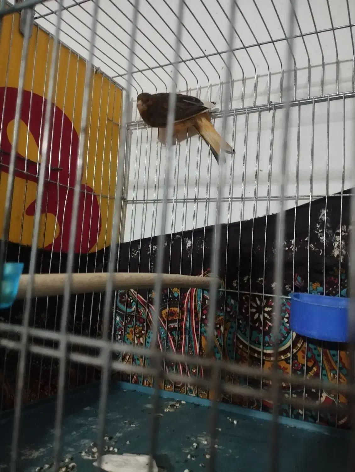 جفت مولد|پرنده|فسا, |دیوار