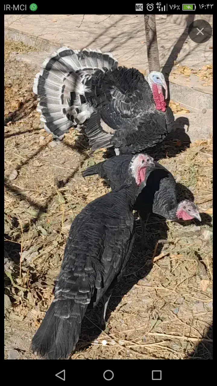 حیوانات درمزرعه|حیوانات مزرعه|قوچان, |دیوار