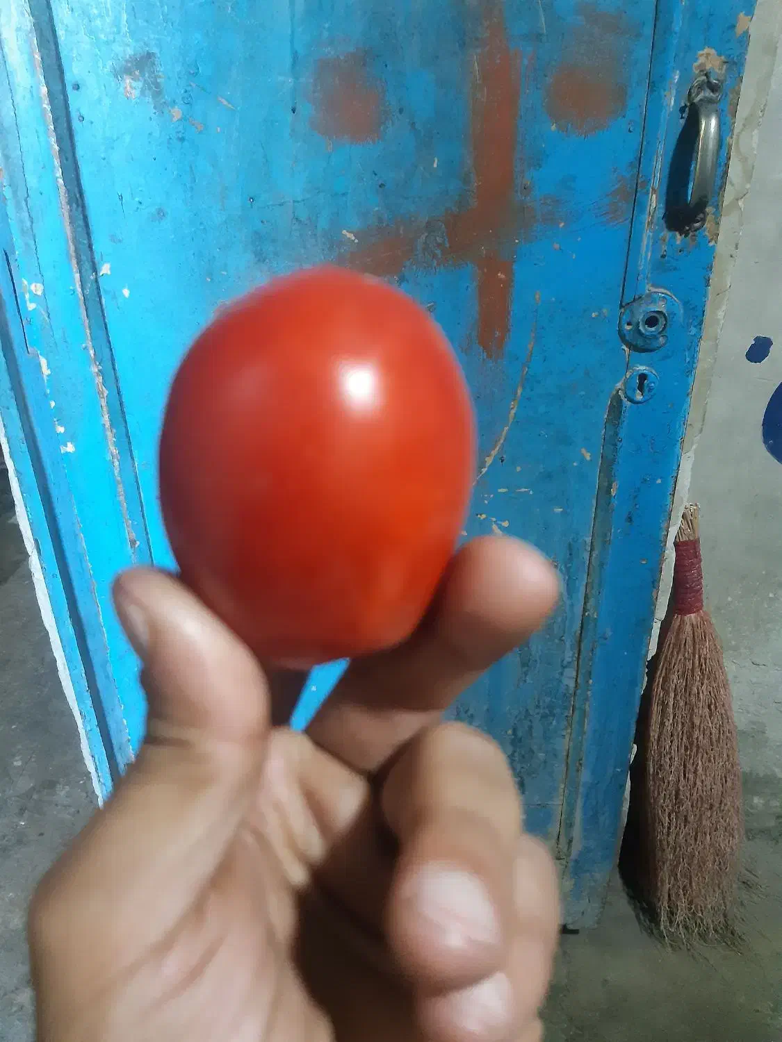 گوجه|حراج|نوشین شهر, |دیوار