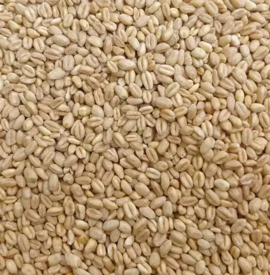 گندم بذر سیروان بوجاری شده|خدمات باغبانی و درختکاری|مرودشت, پشت سایپا|دیوار