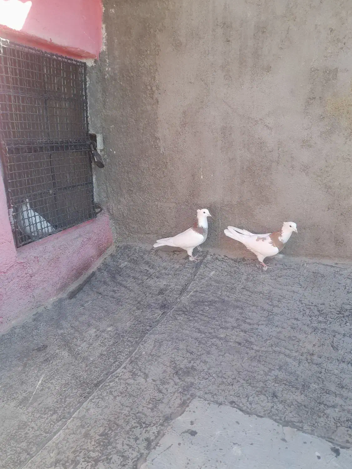 کبوتر|پرنده|ابهر, |دیوار