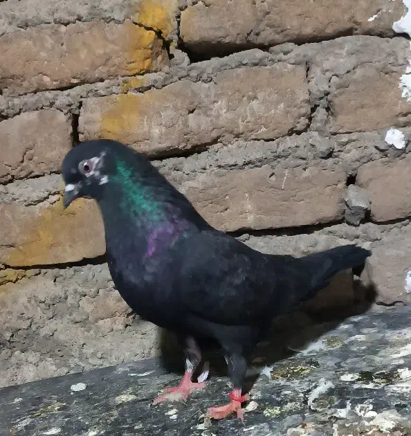 کبوتر|پرنده|کرج, کرج نو|دیوار