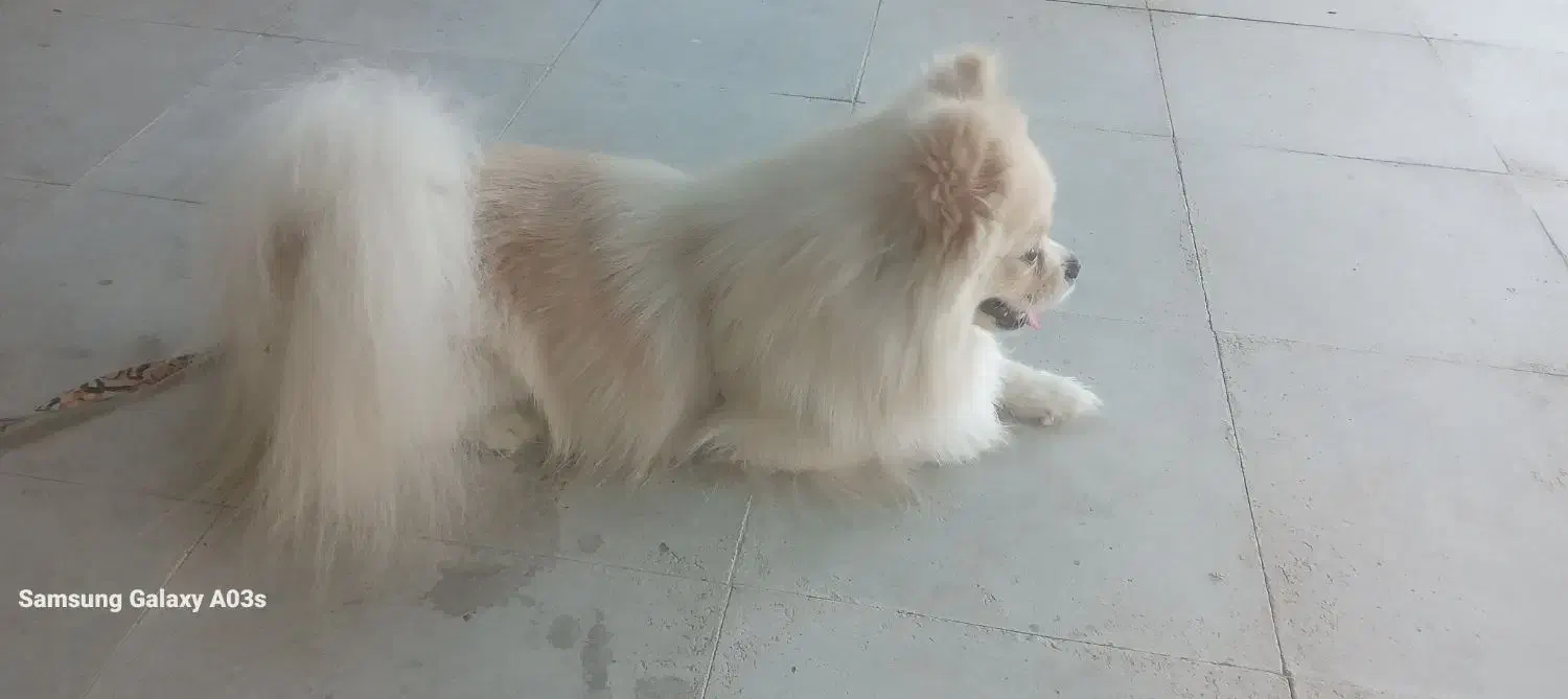 سگ پامر|سگ|جهرم, |دیوار