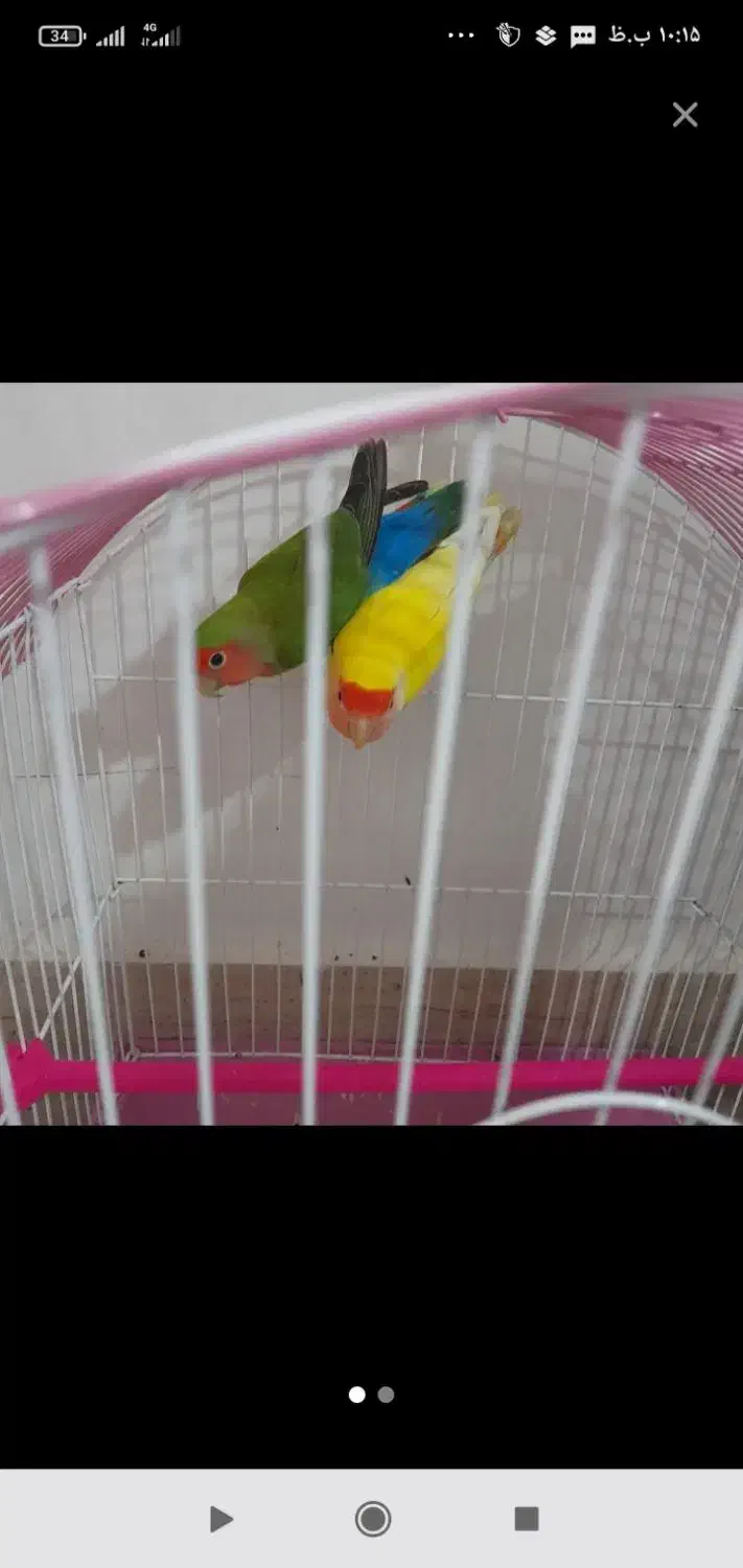 طوطی.برزلی.نر.ماده.|پرنده|سردشت, |دیوار