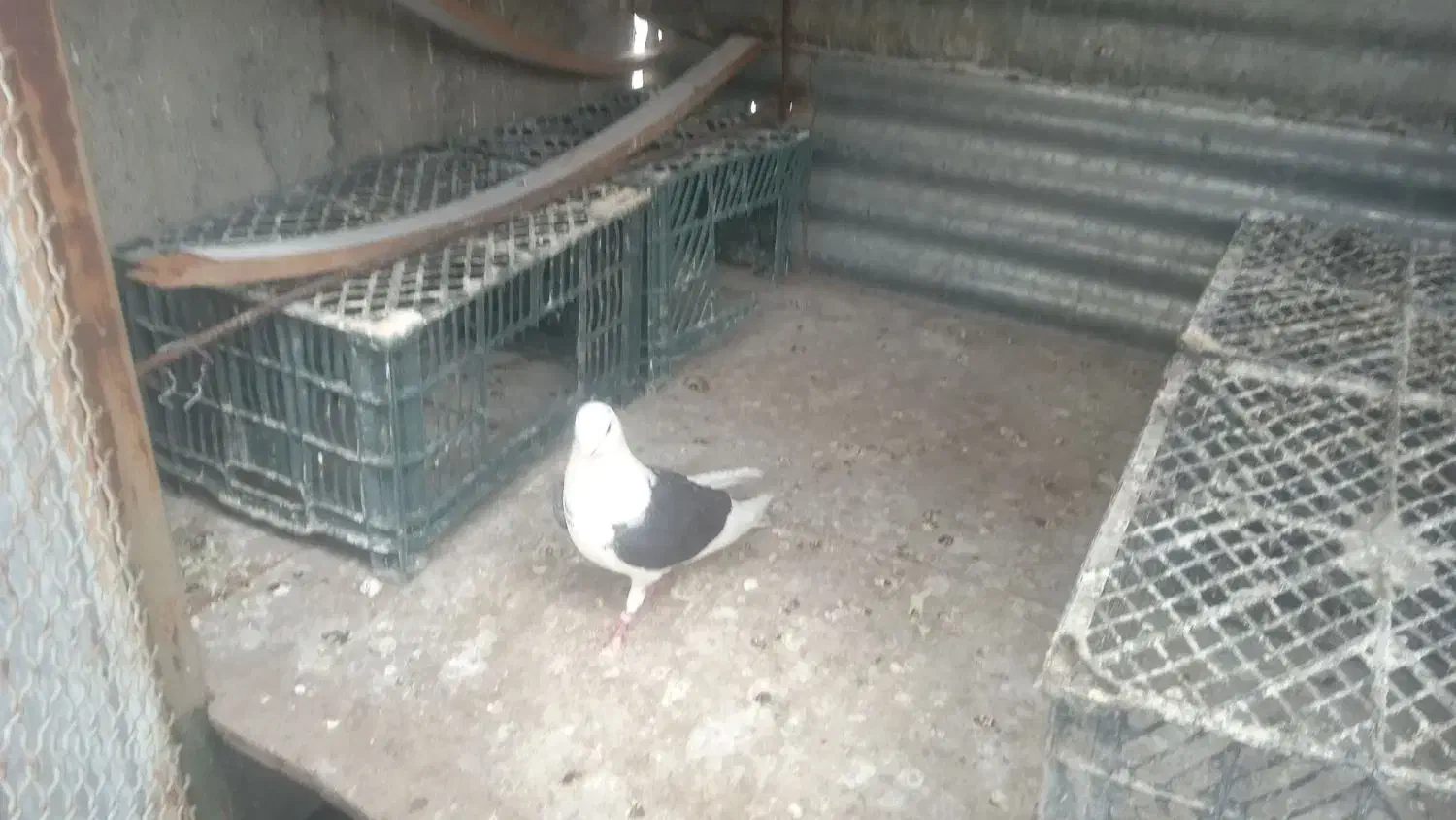 نر دوکتی مشکی|پرنده|تهران, گیشا|دیوار