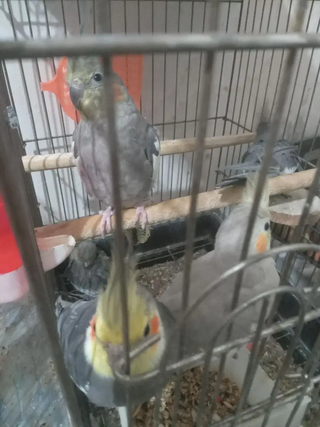 عروس هلندی مولد وجوجه|پرنده|زند, |دیوار