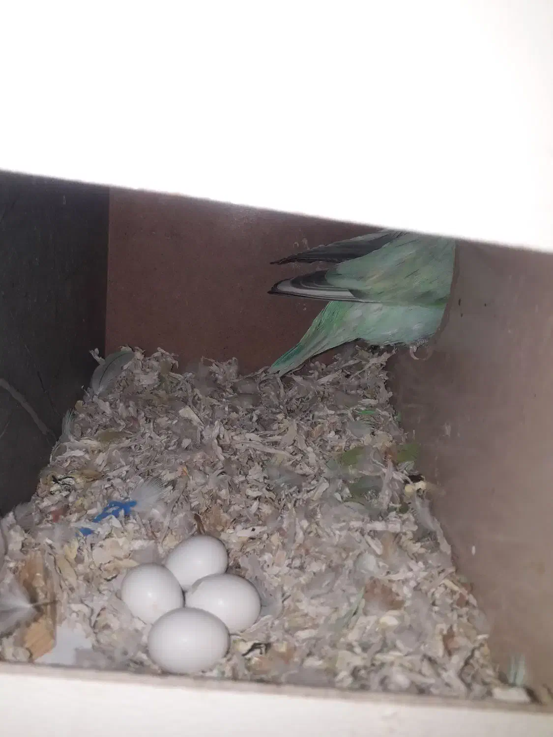 قفس عروس مولد|پرنده|قنوات, |دیوار