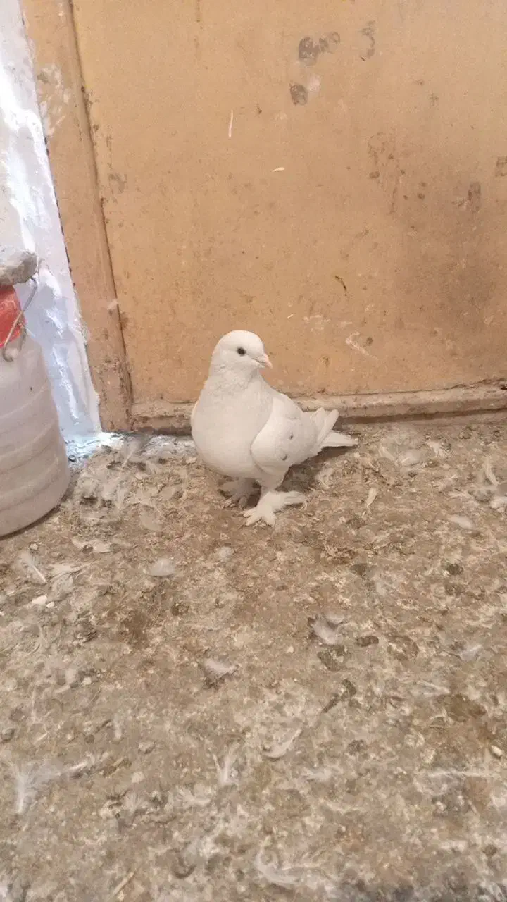 کفتر|پرنده|نسیمشهر, |دیوار