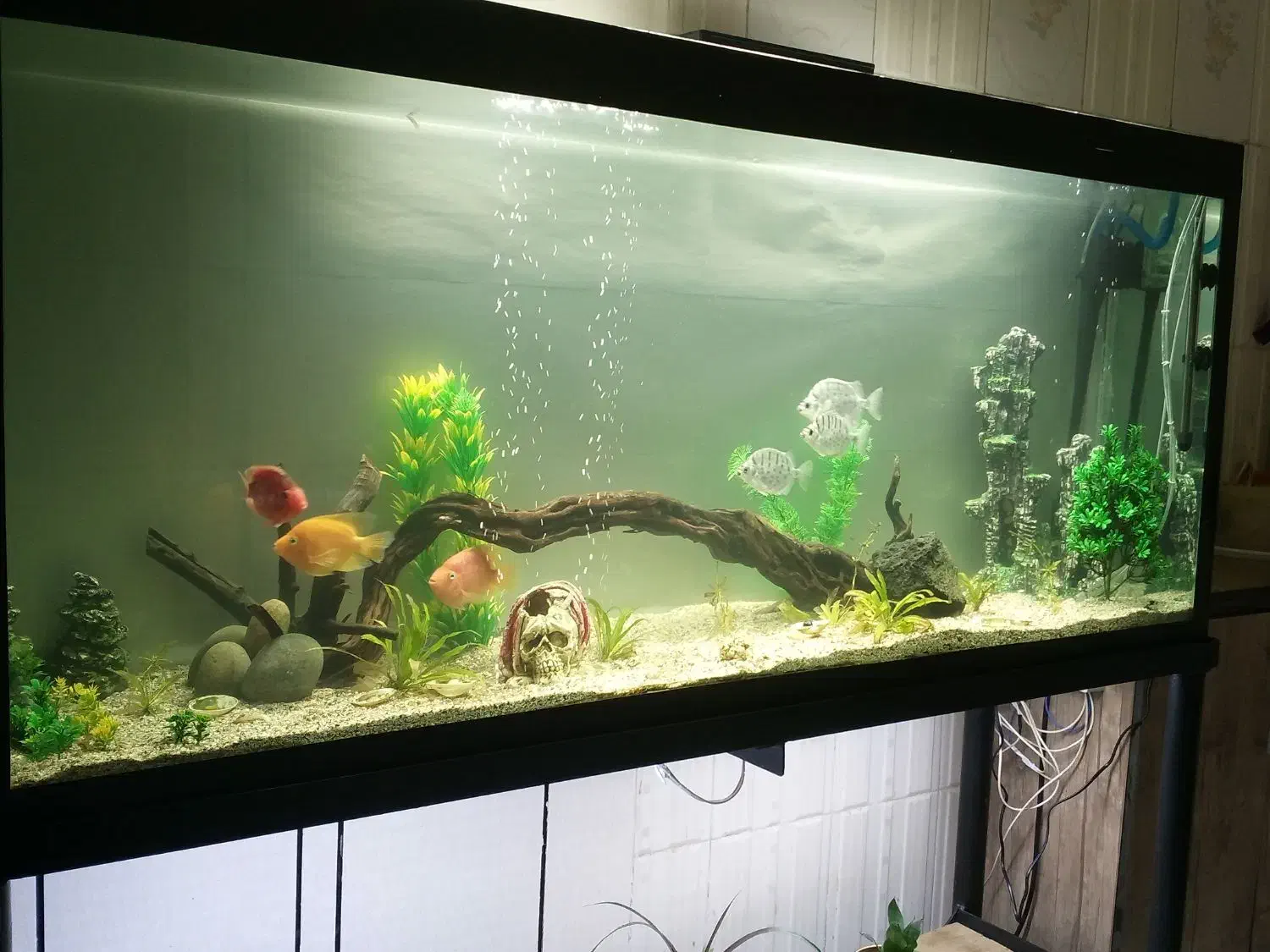 آکواریوم ،(رامشیر)|ماهی|بندر ماهشهر, |دیوار