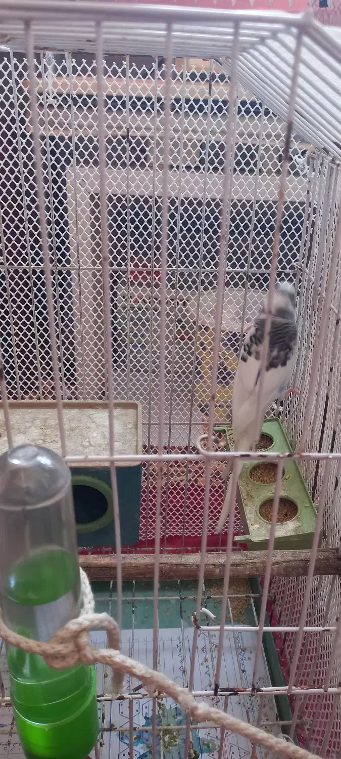 مرغ عشق نر آواز خوان|پرنده|لاهیجان, فیاض|دیوار