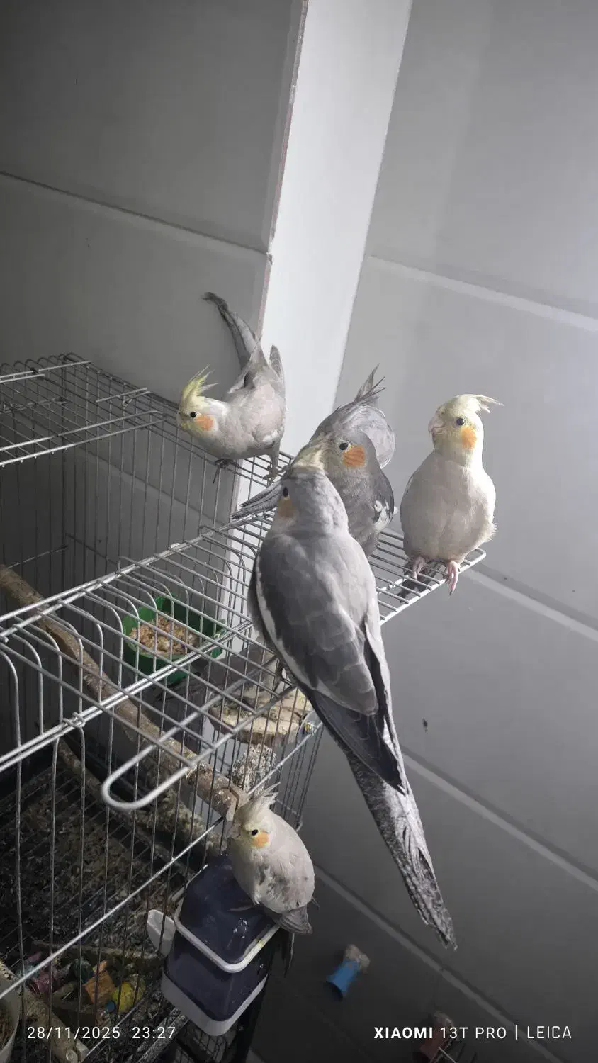 عروس هلندی 10ماهه سالم|پرنده|قم, علی آباد سعدگان|دیوار