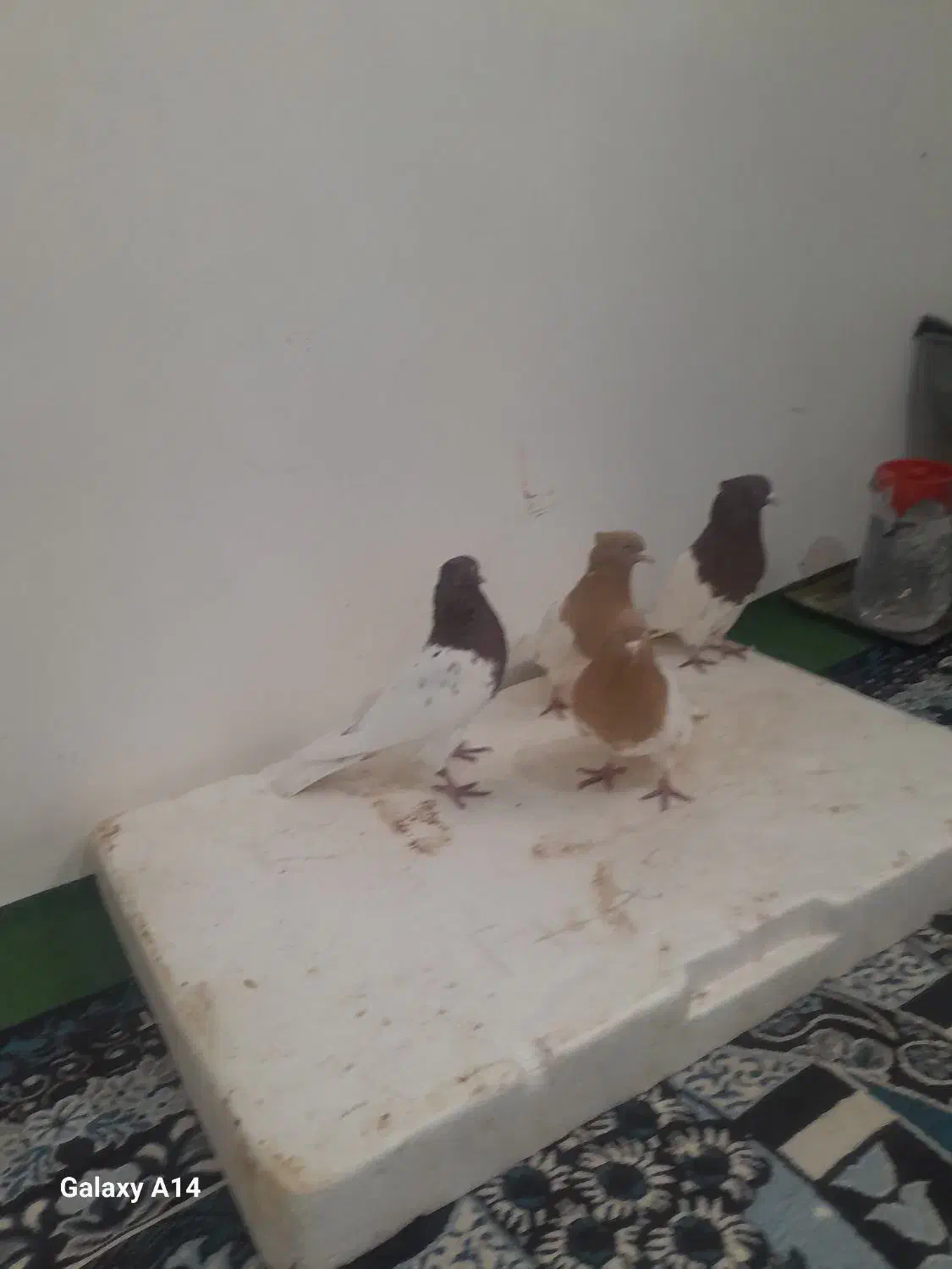 دوجفت کله سرخ زرد|پرنده|باوی, |دیوار