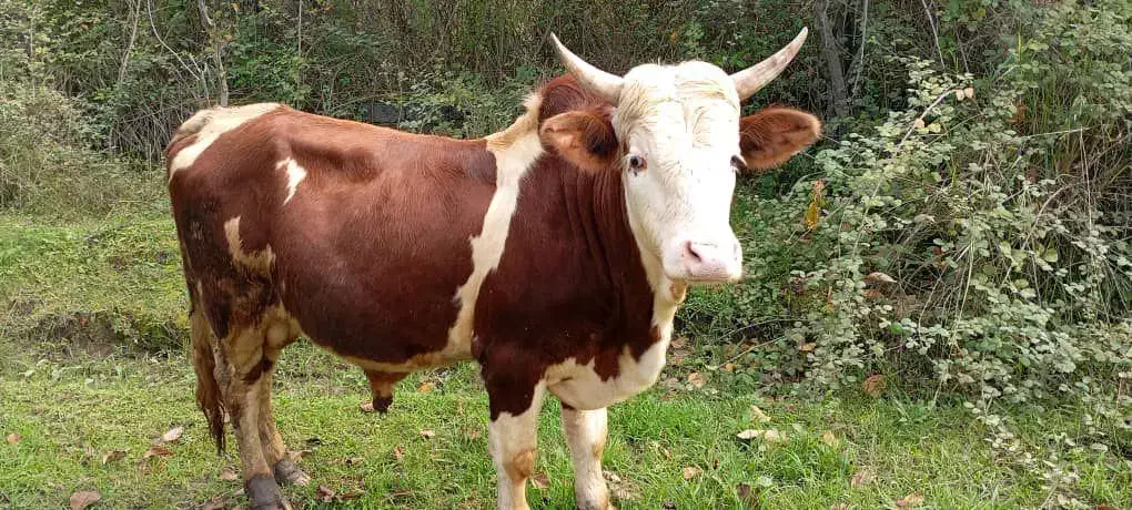 سر شاخی سالم|حیوانات مزرعه|سلمانشهر, |دیوار