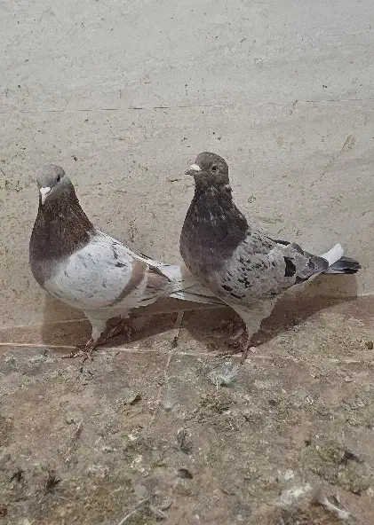 فروش چند جفت نرو ماده سرور و شازده سرور و هما|پرنده|تهران, بهارستان|دیوار