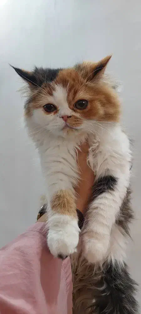 دو گربه پرشین ماده دوقلو|گربه|قوچان, |دیوار