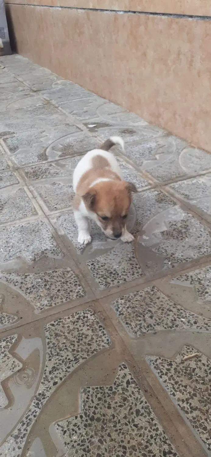 سگ پاپی|سگ|تربت جام, جامرود|دیوار