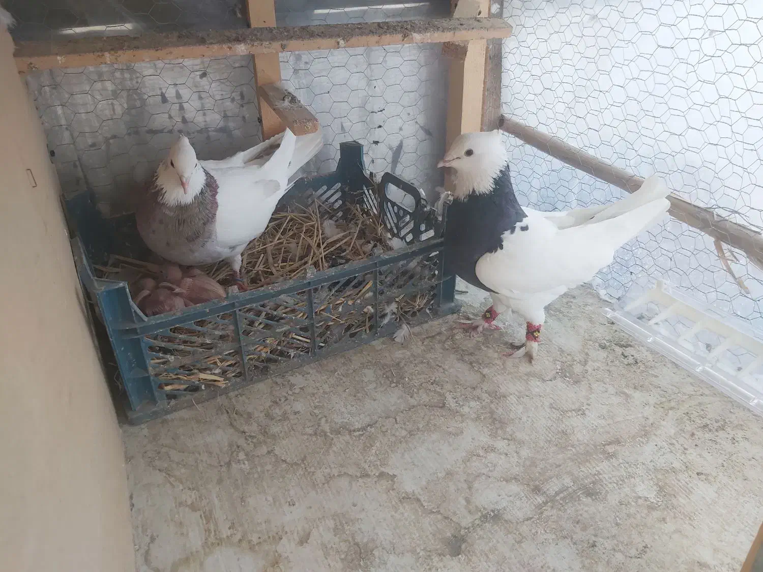 کفتر پرشی طوقی مسافتی فروشی|پرنده|آمل, |دیوار