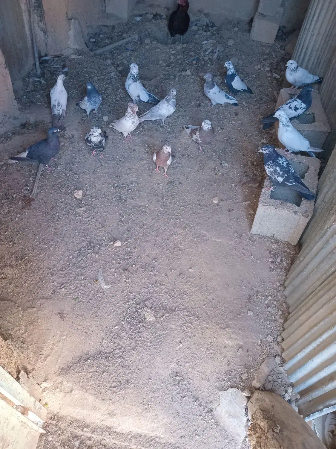 کبوتر فروش|پرنده|بیجار, |دیوار