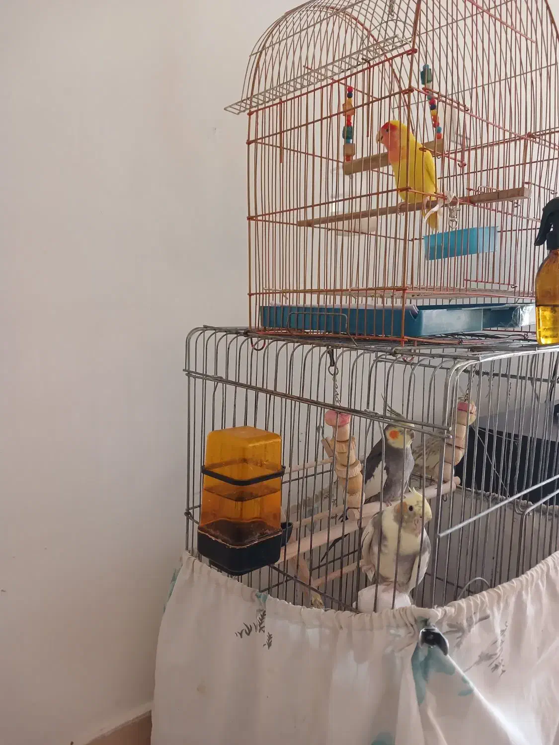 عروس هلندی.وطوطی برزیلی|پرنده|محمدیه-قزوین, |دیوار