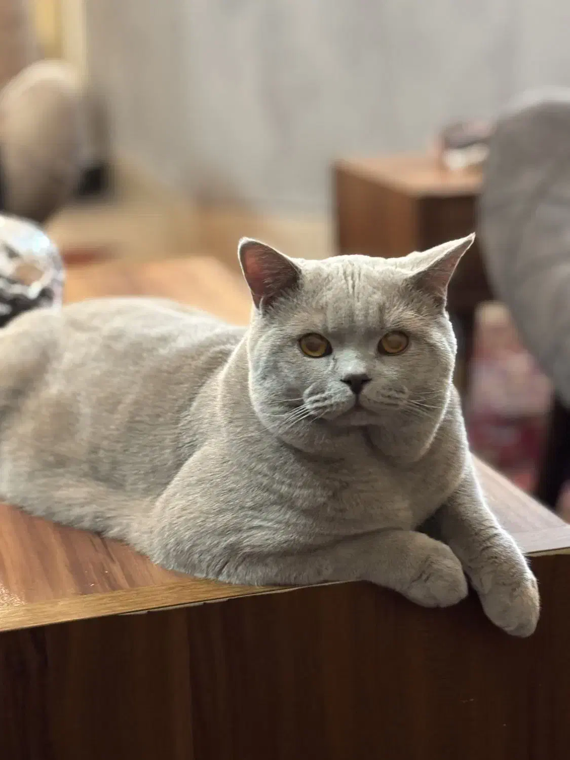 گربه بریتیش لیلاک|گربه|قم, بنیاد|دیوار