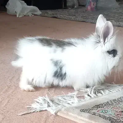 فروش خرگوش|موش و خرگوش|اصفهان, شاهد|دیوار