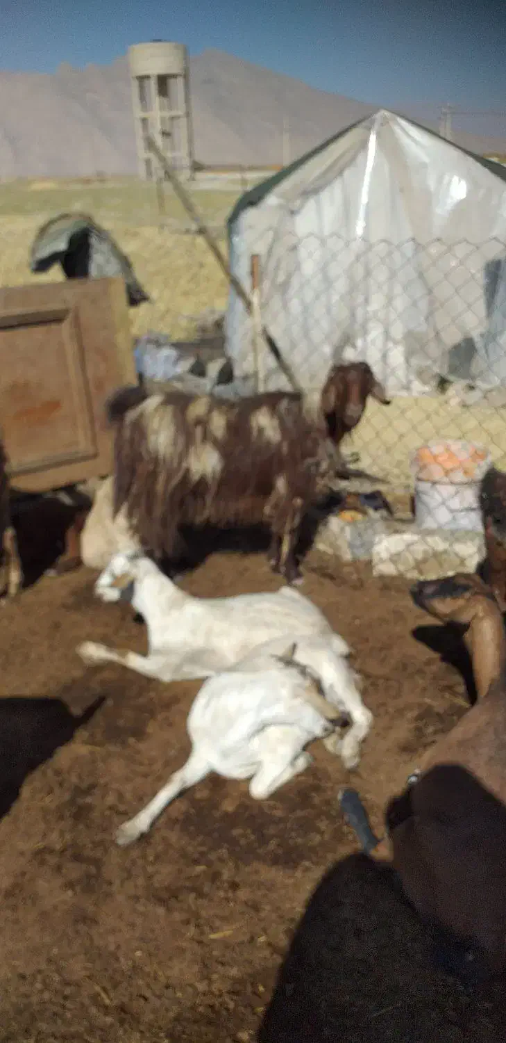 بز دورگ|حیوانات مزرعه|درودزن, |دیوار